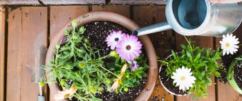 6 consejos para mantener tus plantas y flores sanas