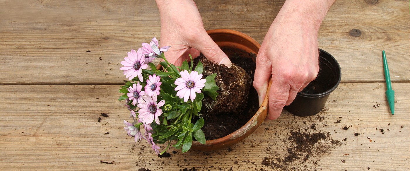 Descubre por qué tu planta se está secando Descubre por qué tu planta se está secando