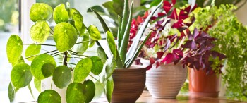 5 consejos para decorar que darán armonía a tu hogar